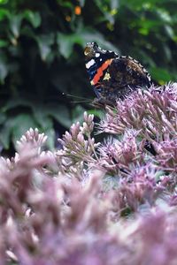 Close-up of butterfly pollinating on flower