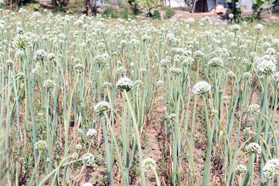 Plants growing on field