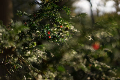Close-up of christmas tree on plant