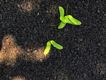 High angle view of green leaf on field