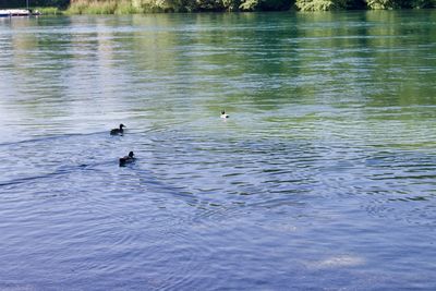 Ducks swimming in lake