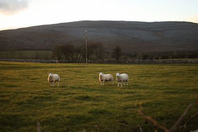 Sheep grazing in a field