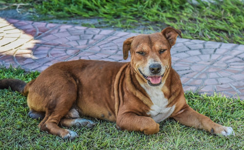 Portrait of dog sitting on grass