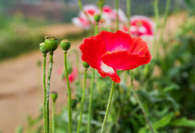 Close-up of red poppy flower