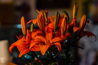 Close-up of orange flower plant