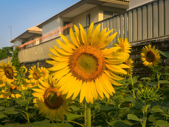 Close-up of yellow flowering plant