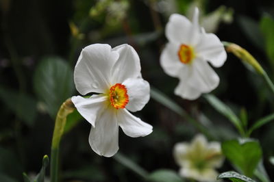 Close-up of white flowering plant