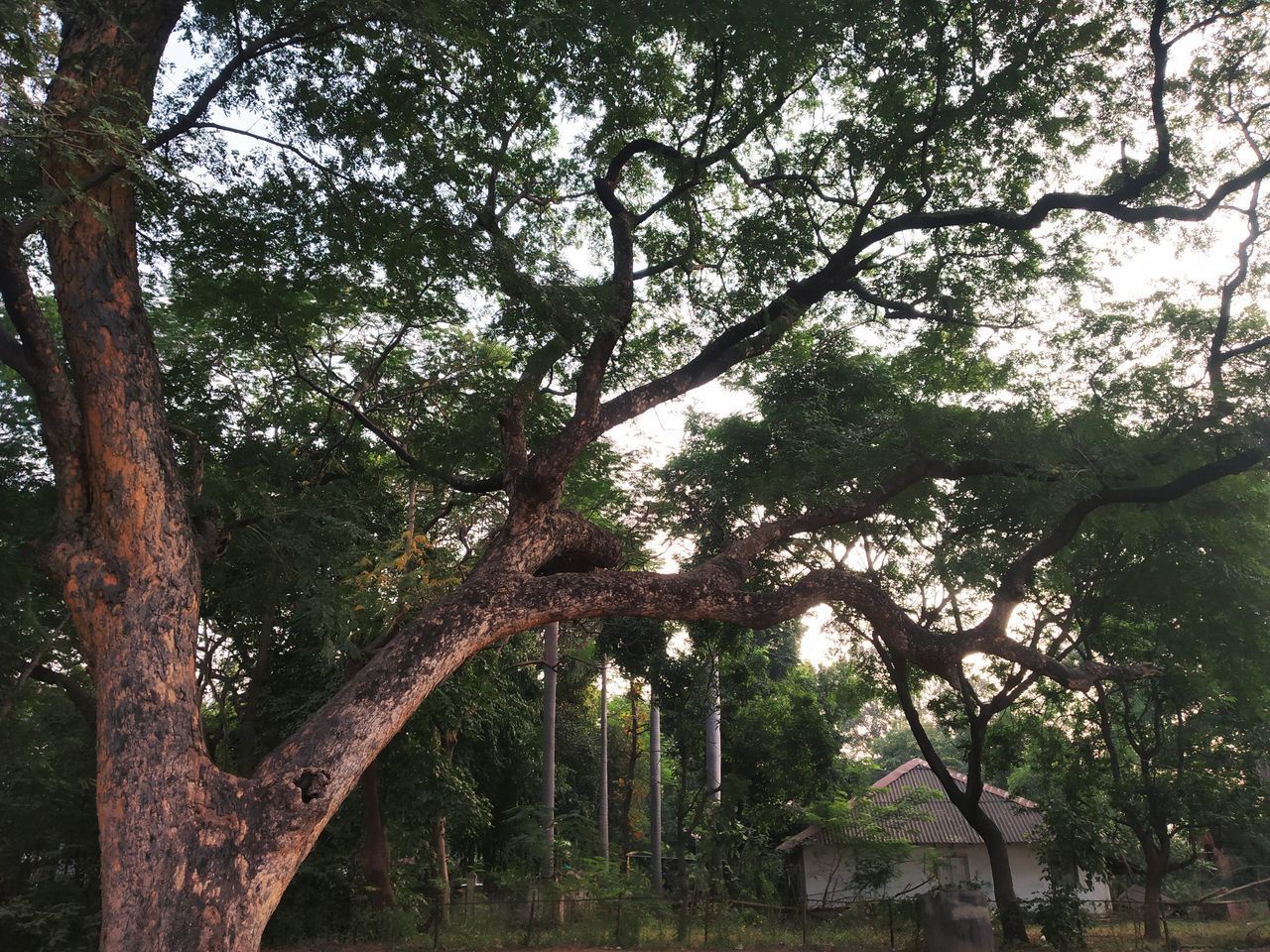 LOW ANGLE VIEW OF TREES IN PARK