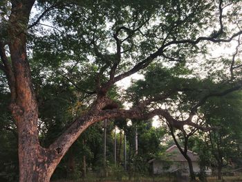 Low angle view of trees in forest