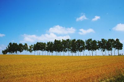 Trees on field against sky