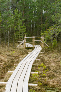 A wooden footpath in the swamp in spring
