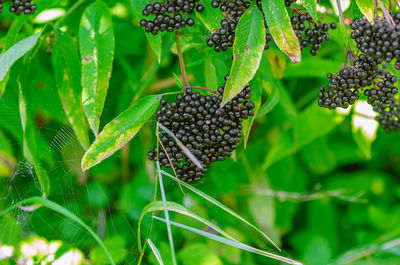 Black elderberry in field. pest-damaged leaves.spider web. problems of gardening.