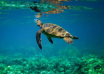 Fish swimming in sea