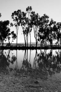 Trees by lake against sky