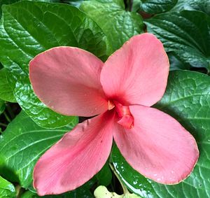 Close-up of water drops on pink flower blooming outdoors