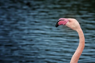 Cropped image of flamingo at lake