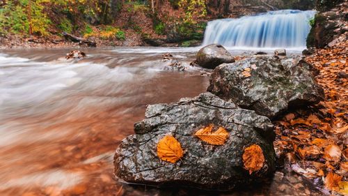 Scenic view of waterfall in forest
