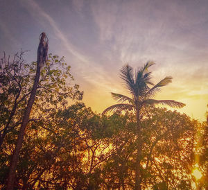 Low angle view of silhouette trees against sky during sunset