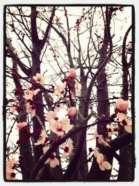 Close-up of flowers on tree