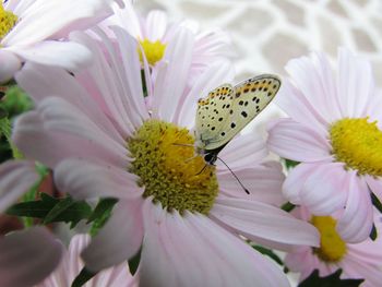 Close-up of butterfly pollinating on flower