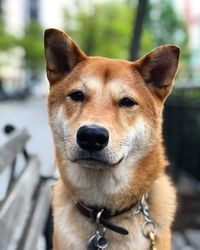 Close-up portrait of a dog