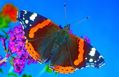 Close-up of butterfly perching on flower