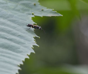 Close-up of insect on leaf