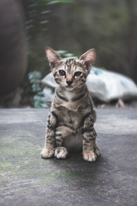 Portrait of tabby cat