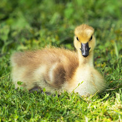 Close-up of bird on field