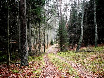 Trees growing in forest