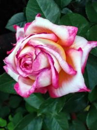 Close-up of pink rose