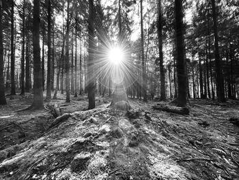 Sunlight streaming through trees in forest