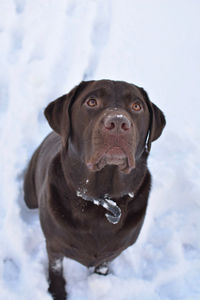 Portrait of a dog in snow