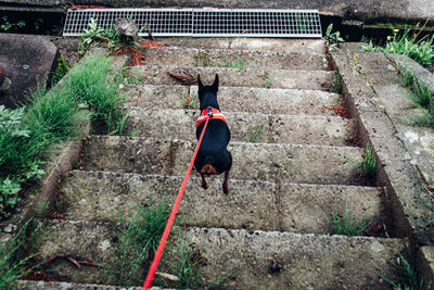 Rear view of dog jumping  on staircase