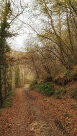 Dirt road along trees in forest