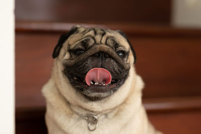 Close-up portrait of a dog