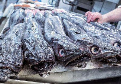 Close-up of fish for sale at market