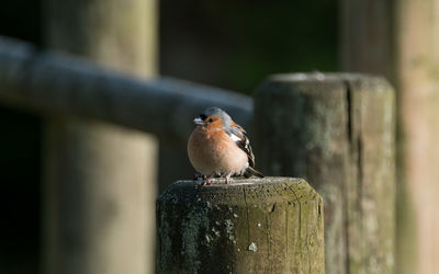 Close-up of chaffinch perching on wooden post