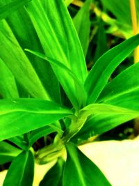 Close-up of fresh green plant