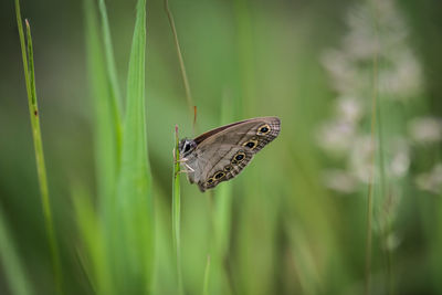 Butterfly on leaf