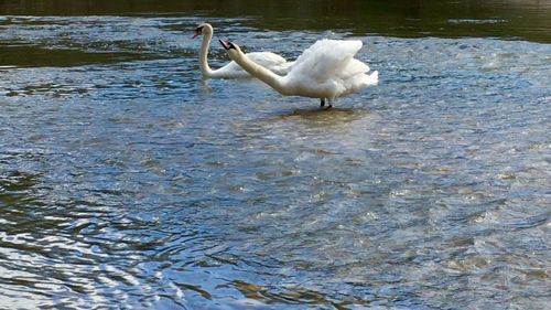 Birds in calm water