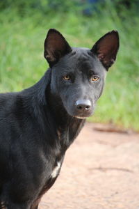 Close-up portrait of a dog