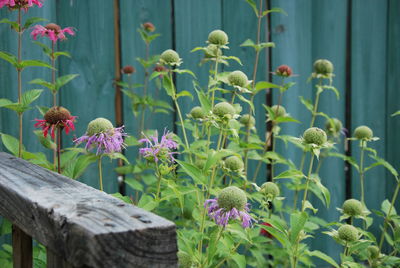 Close-up of flowers blooming outdoors