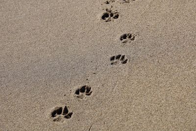 High angle view of paw prints on sand at beach
