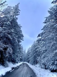 Snow covered road amidst trees against sky