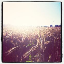 Scenic view of field against clear sky