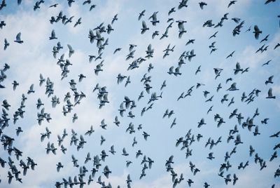 Low angle view of birds flying in sky