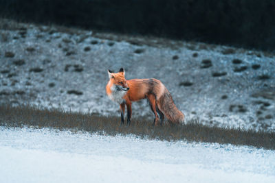 An adorable canadian fox standing on a trail