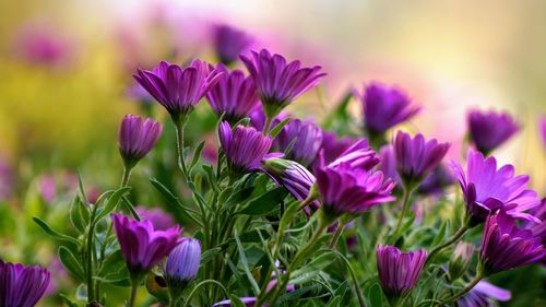 Close-up of purple flowering plants on field