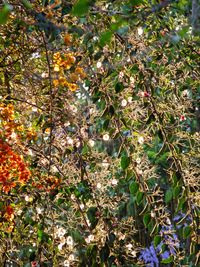 Flowering tree against clear sky
